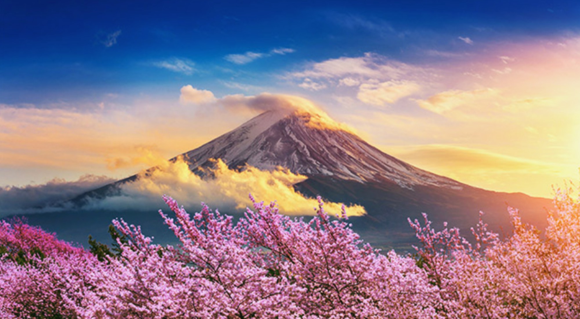 Cherry blossoms in Japan